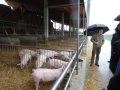 Schweinehaltung im Offenstall am Betrieb Weichselbaumer in Pfaffenhofen / Ilm