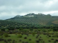 Olivenanbau bis in die Bergspitzen
