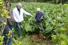 Landwirt hält Yamspflanze vor Yamsfeld