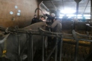 Durchführung von Ketose-Tests bei frischmelkenden Kühen