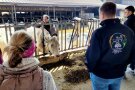Personen stehen vor Kuh in Stall