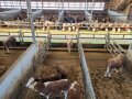 Blick vom Kontrollgang in den Bullenmaststall