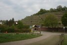 Mönche legten einen Weinberg in Maulbronn an