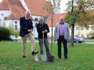 Drei Männer stehen um Baumpflanze auf Grünfläche