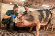 Tierbetreuung im Zuchtsauenstall