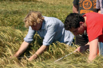 Personen greifen auf Feld in verhältnismäßig reifes Getreide