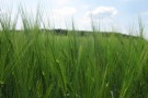 Gerste in der Blüte