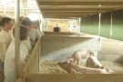 Studierende im Schweinestall
