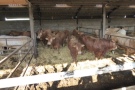 Bullenstall mit Tretmist