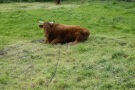 Stier liegt auf Weide
