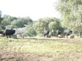 Kampfstiere bei der „Kraftfutterstation“