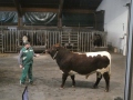 Mann steht neben Bullen